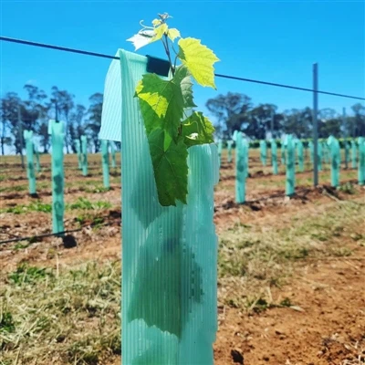 From Seedling to Strong Tree: The Power of Tree Guards